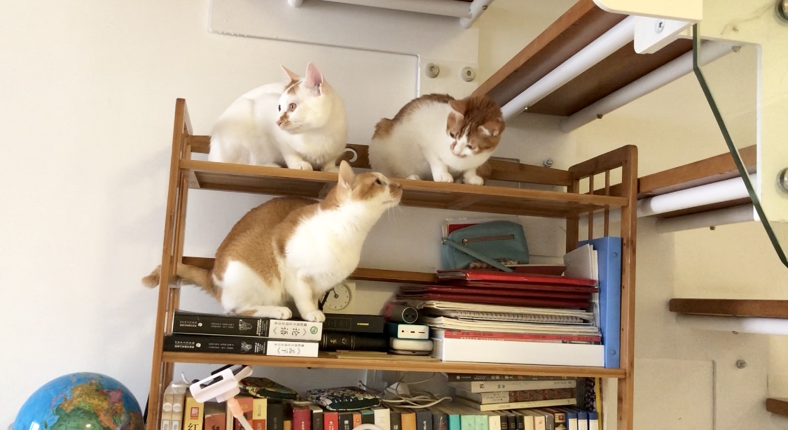 猫咪得了猫癣怎么治最有效,猫咪得了猫癣怎么治疗好得快一些