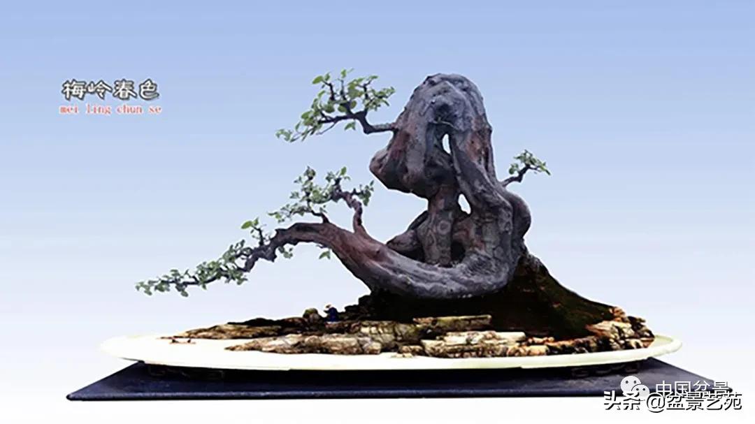 老树桩的造形特征有哪些,论述树桩盆景主要流派的艺术特点