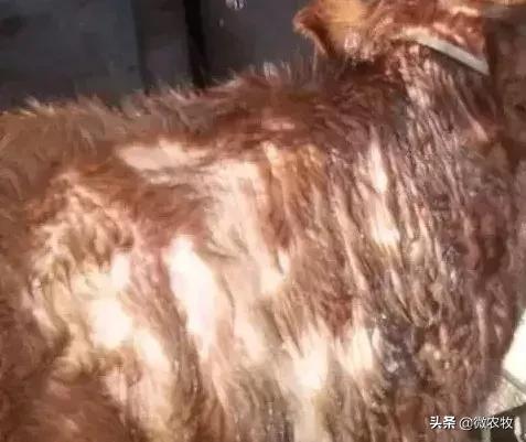 春天牛掉毛怎么办,春天牛大片掉毛怎么治疗