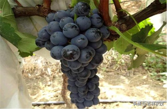 巨峰葡萄种植技术和管理,巨峰葡萄栽培技术全过程