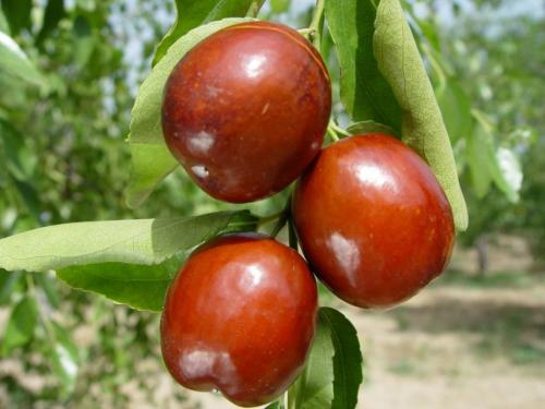 什么是原发性闭经艾灸,闭经用艾灸怎么调理