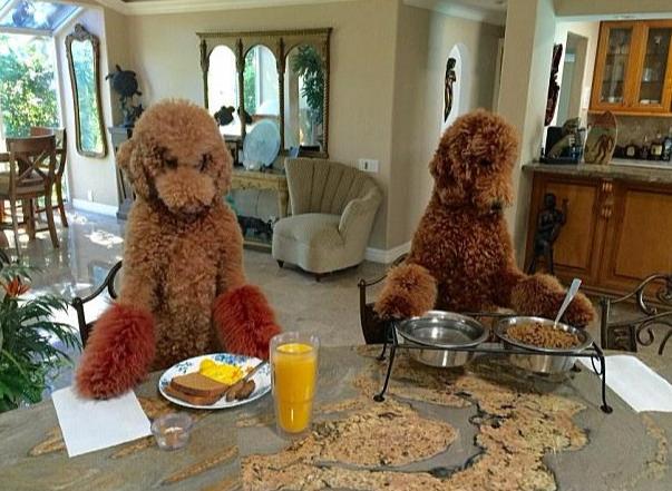 巨型贵宾犬为什么不建议养,巨型贵宾犬能聪明到什么程度