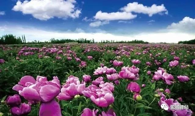 榆林牡丹园,榆林千年牡丹园