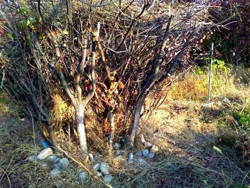 海淀新公园,西三旗公园