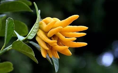 金佛手盆栽如何修剪,千指佛手和金佛手哪个品种好