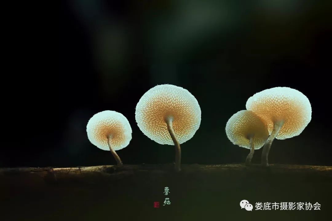 最新风景摄影小品欣赏,娄底景观小品
