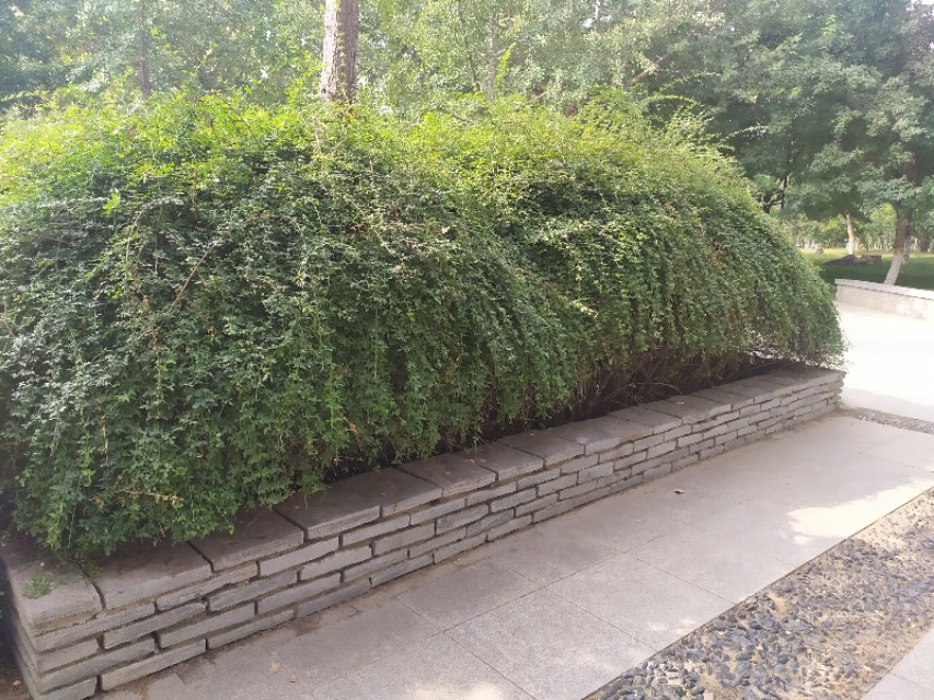 东环公园冬季图片,东环公园景点的介绍