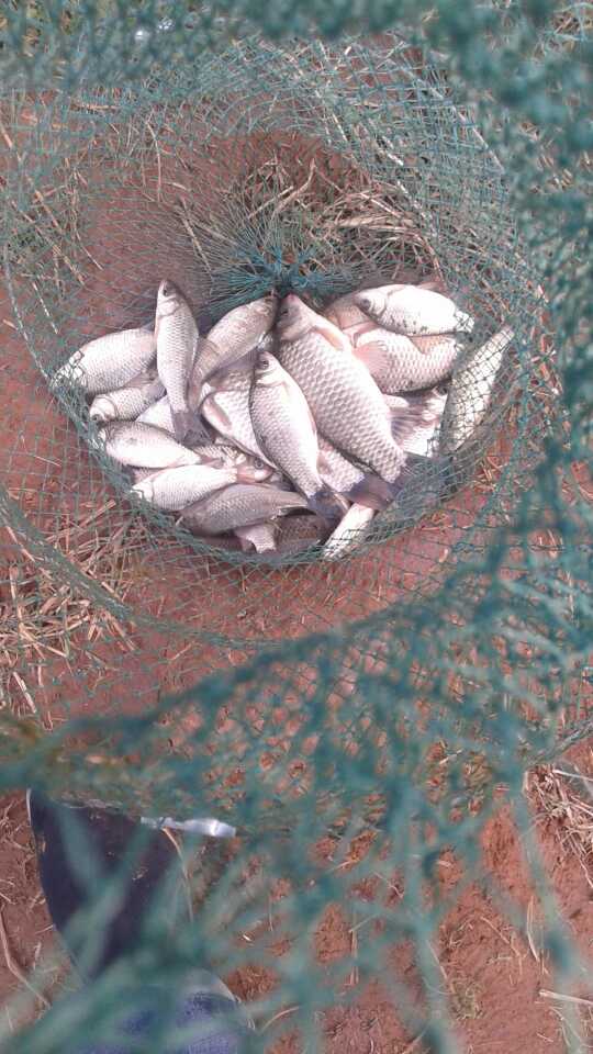 渔乐鱼乐失去的尘世美