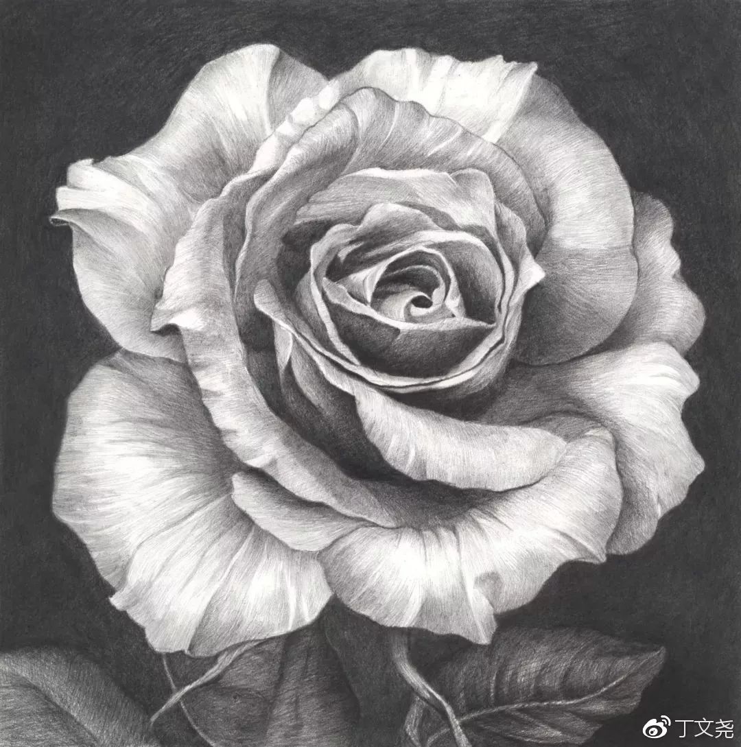 素描基础绘画教程郁金香,素描丁程鑫详细教程