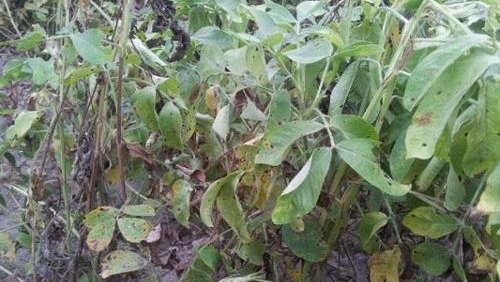 花生怎么防止黄曲霉菌发生,花生黄曲霉病防治