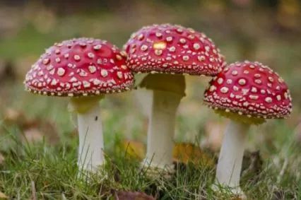 保健品骗局专骗老年人触犯什么法,保健品骗局专骗老年人被抓