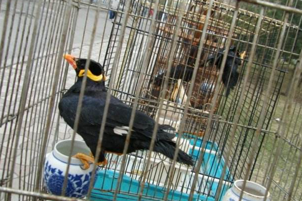 常见八哥有几个品种,八哥的分类