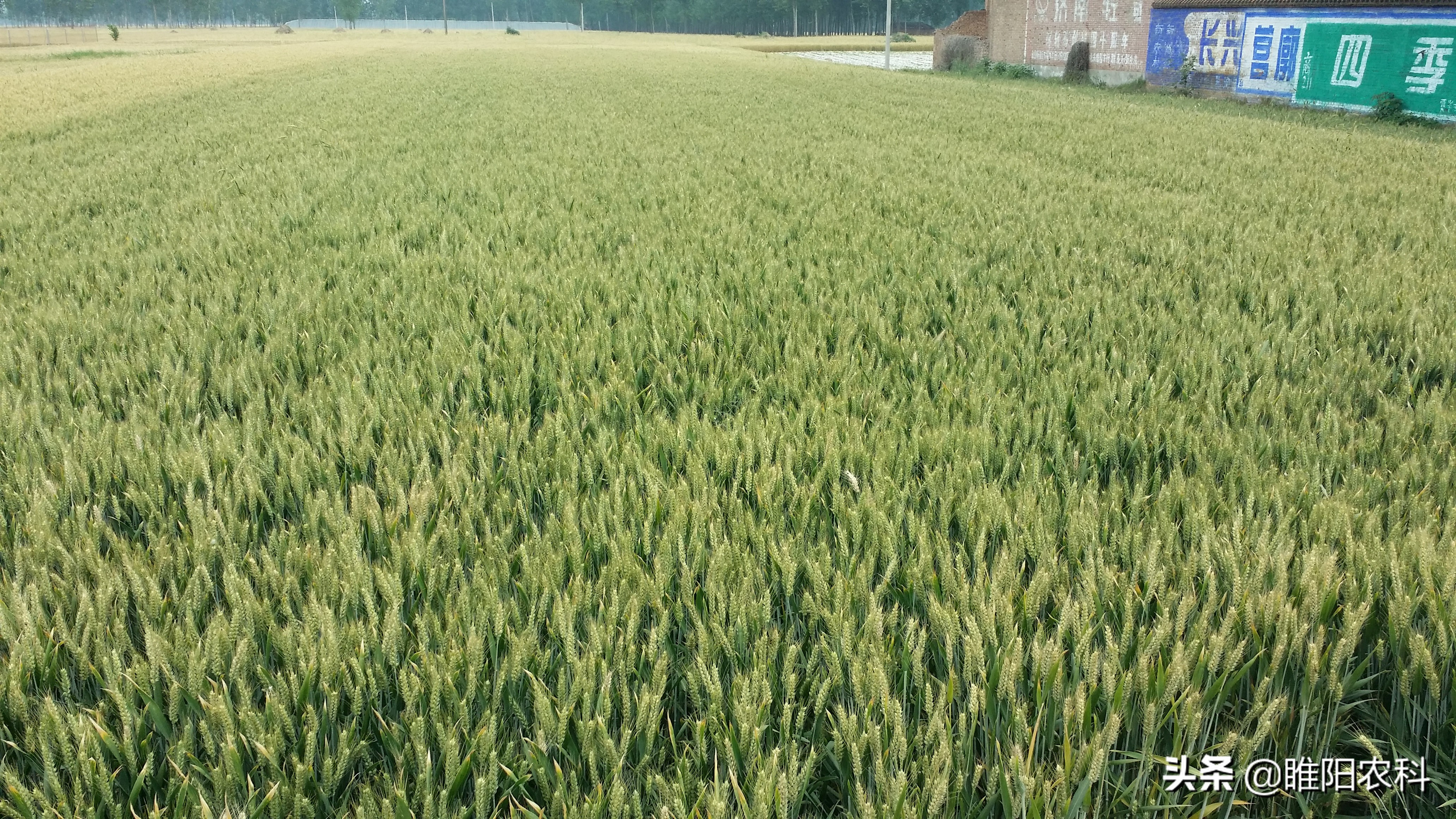 保花保果膨果着色增红神药,保花保果的药是营养药吗