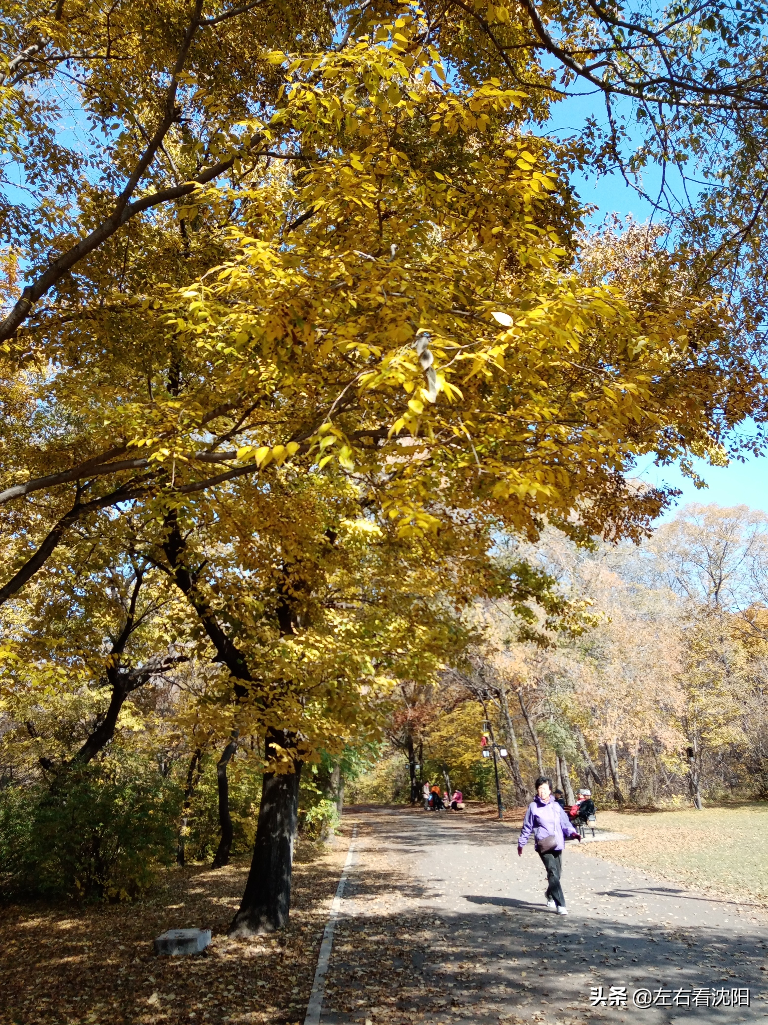 秋季沈阳北陵公园有啥好玩的,漫步沈阳北陵公园湖水边