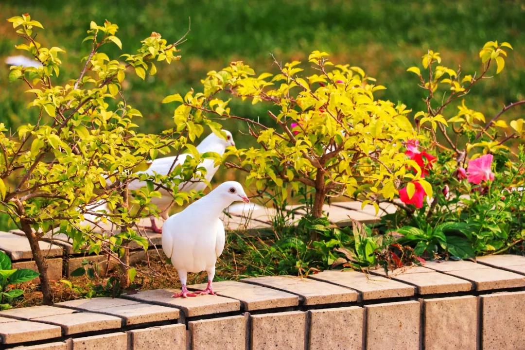 天津超奢华大学,天津大学旧校区取景