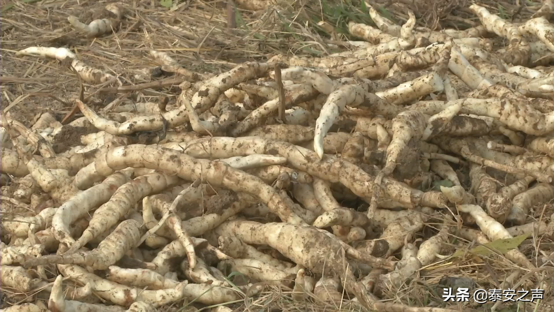 山东鲜蛹虫草种植效益,虫草参种植前景怎么样
