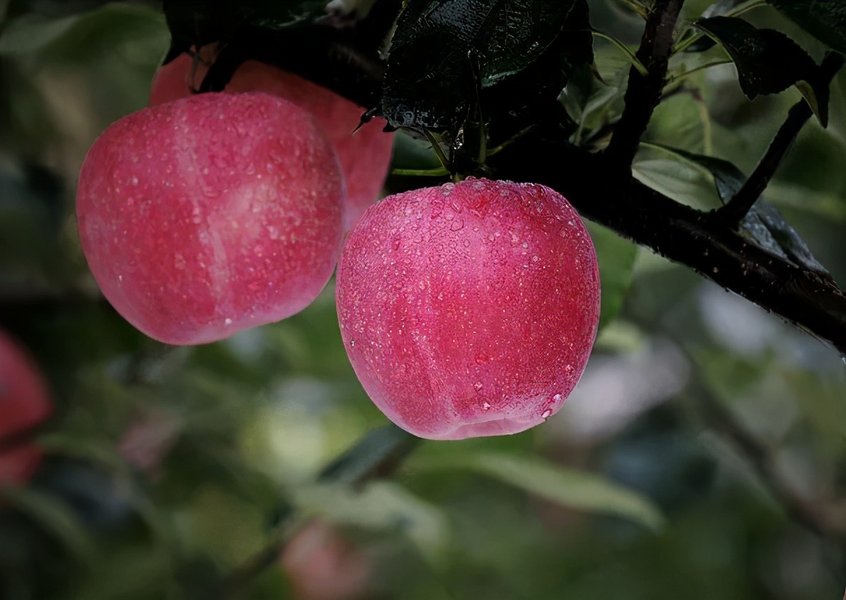 眉县猕猴桃苹果出口,猕猴桃苹果出口