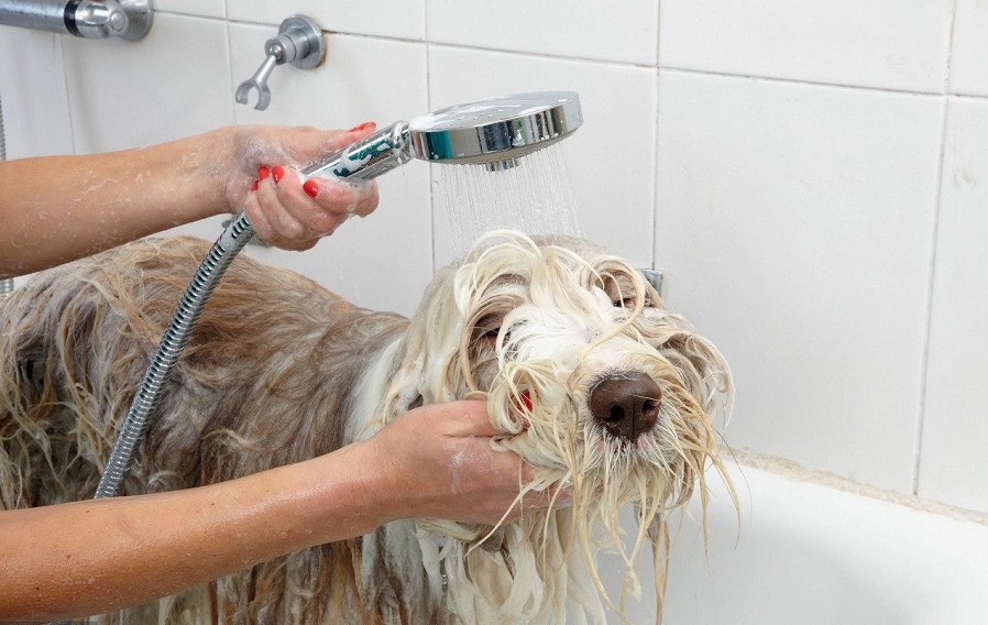 狗狗怀孕了怎么办？别怕，这样做准没错！