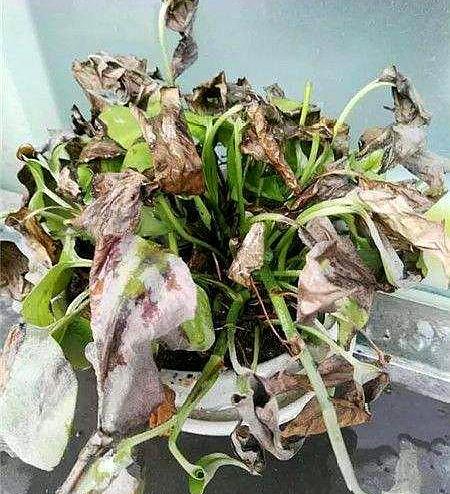 绿萝叶子发干快速补救方法,绿萝干叶的原因和解决方法