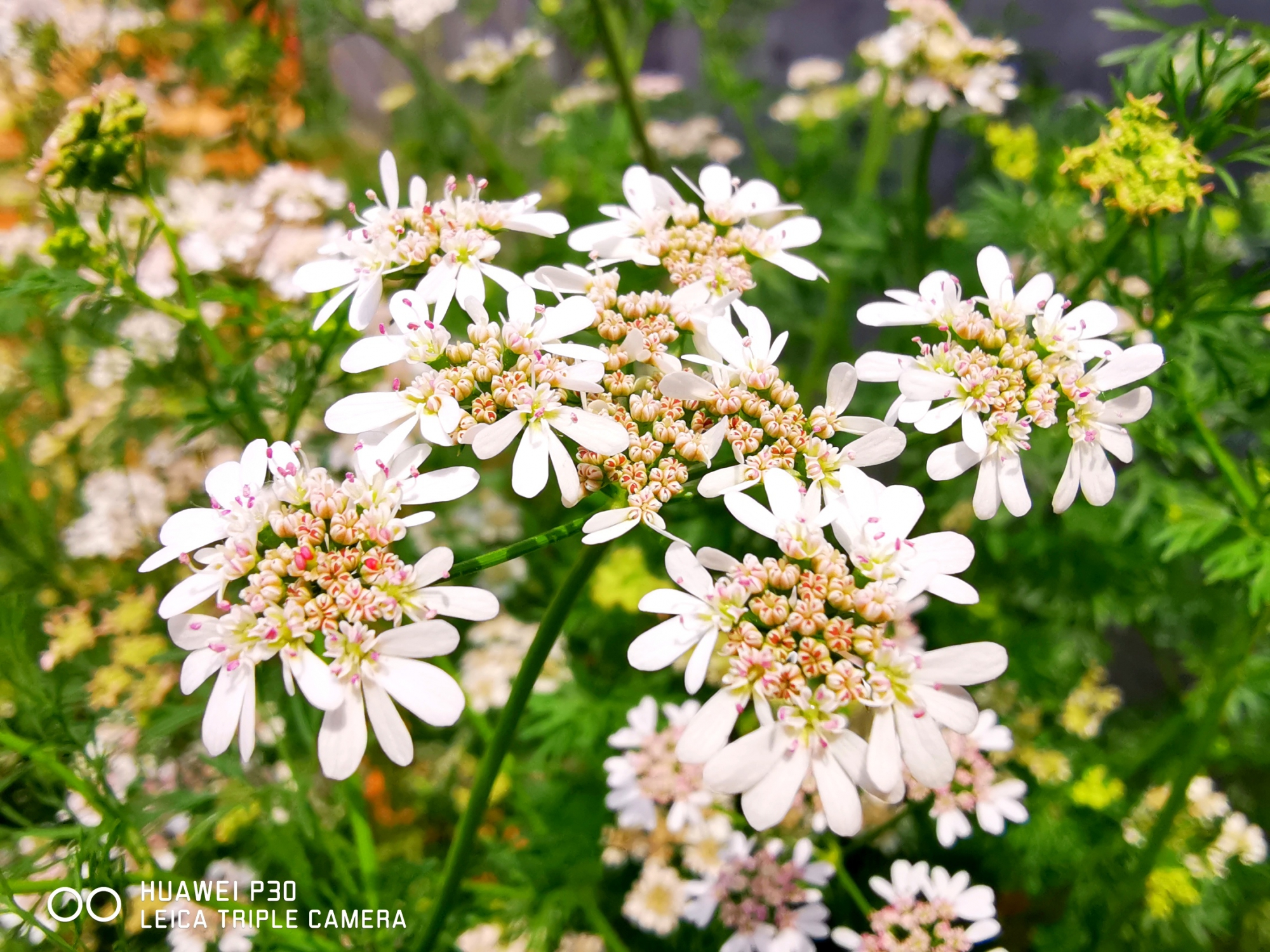 华为p30的相机超级微距,华为p30pro徕卡色调拍照实拍