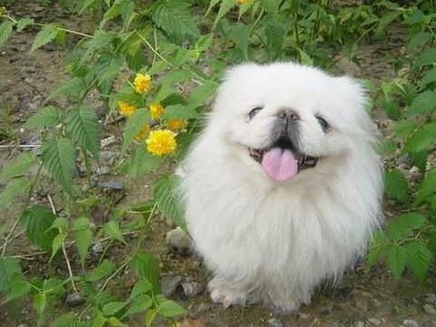 中国十大名狗图片排名,十大名狗排行榜