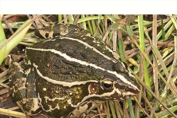 黑斑蛙养殖：养一亩青蛙能赚多少钱？养青蛙的成本和利润？