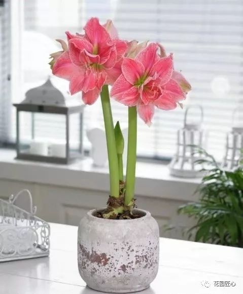 朱顶红为什么老是烂球,怎么才能让朱顶红不生小球