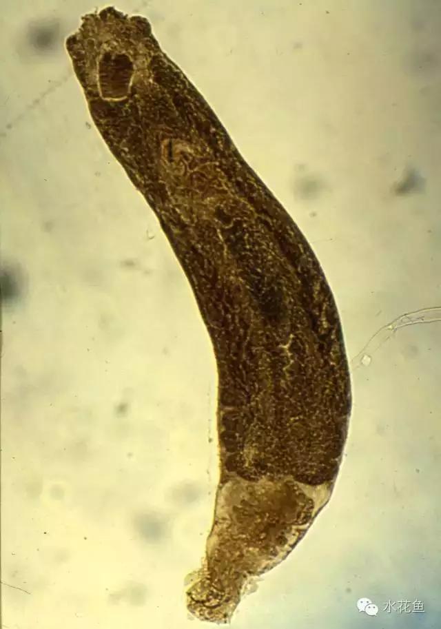 杀鱼类指环虫特效药,观赏鱼指环虫鱼病治疗方法