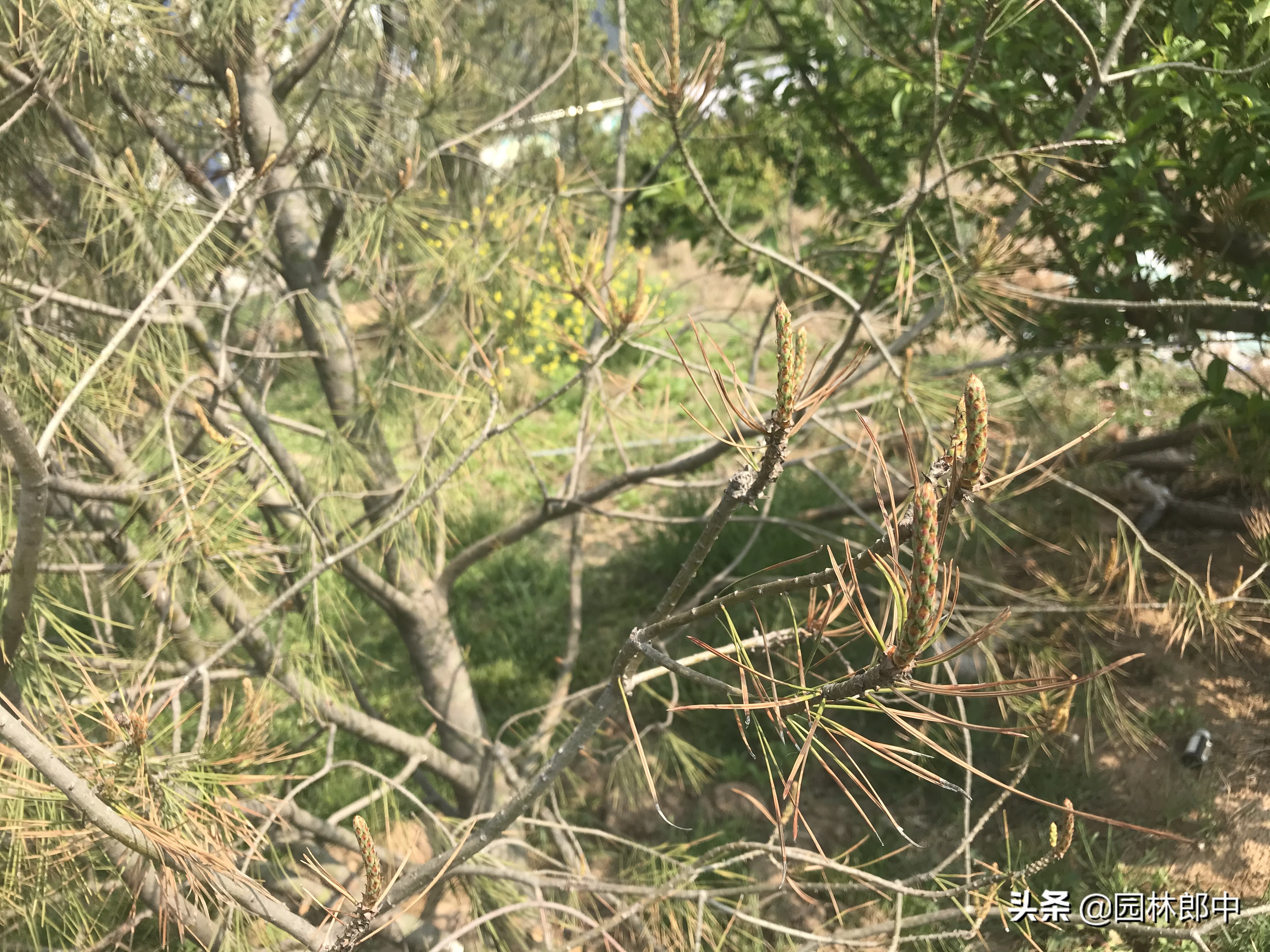 松树叶子干枯是怎么回事,松树的松针发黄是什么原因
