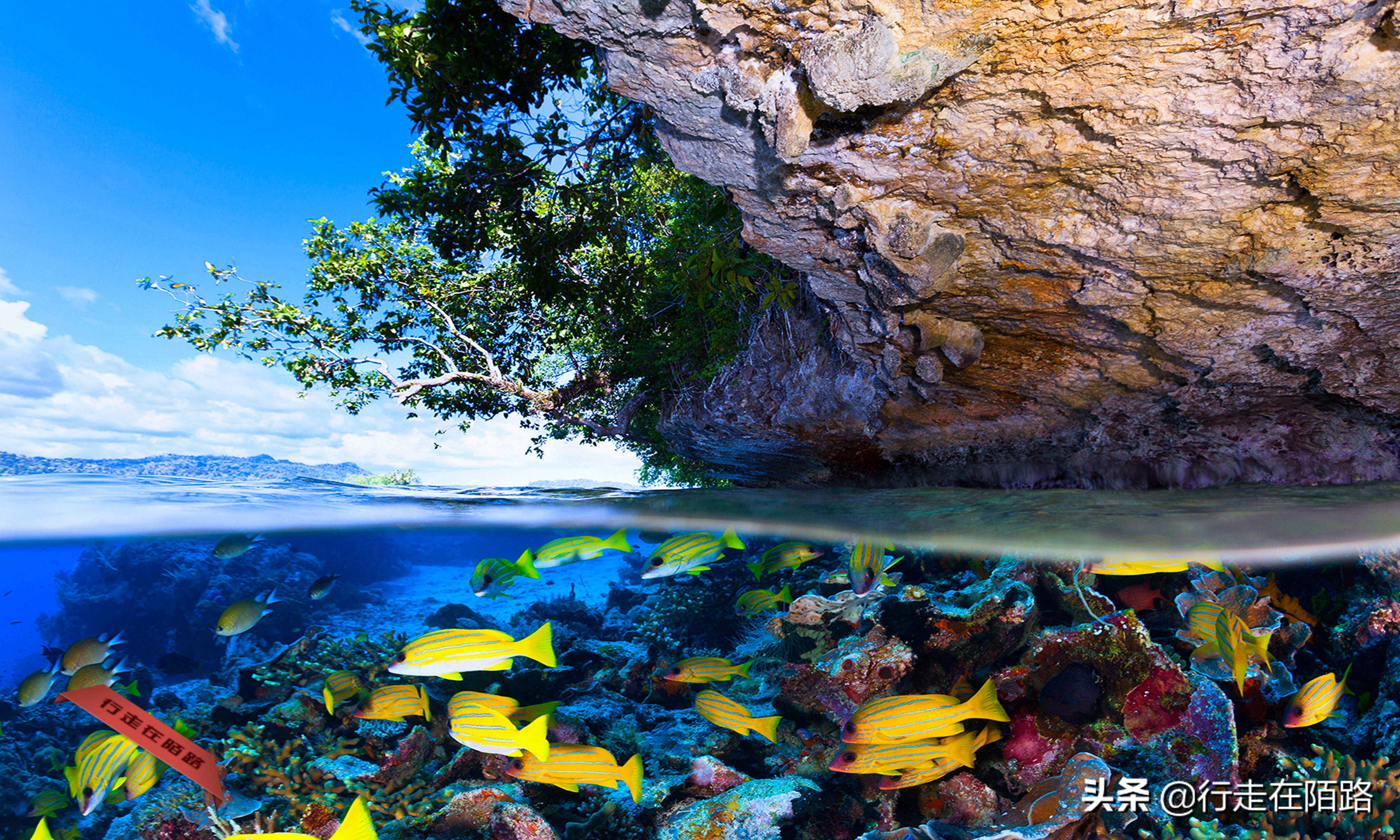 四王岛帕劳,四王岛和帕劳哪个好