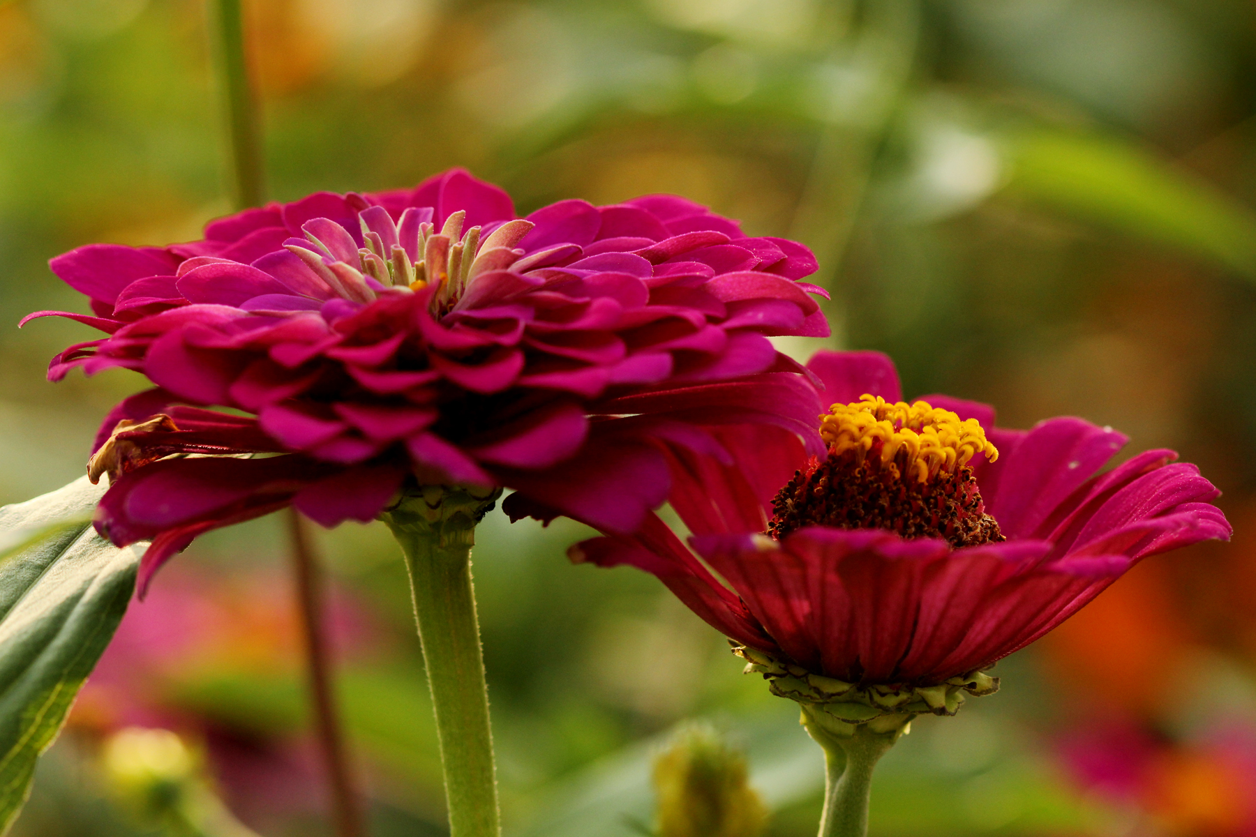 试解孙策东冶屠城事件之谜