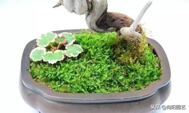 盆景花盆自制,盆景自制教程视频