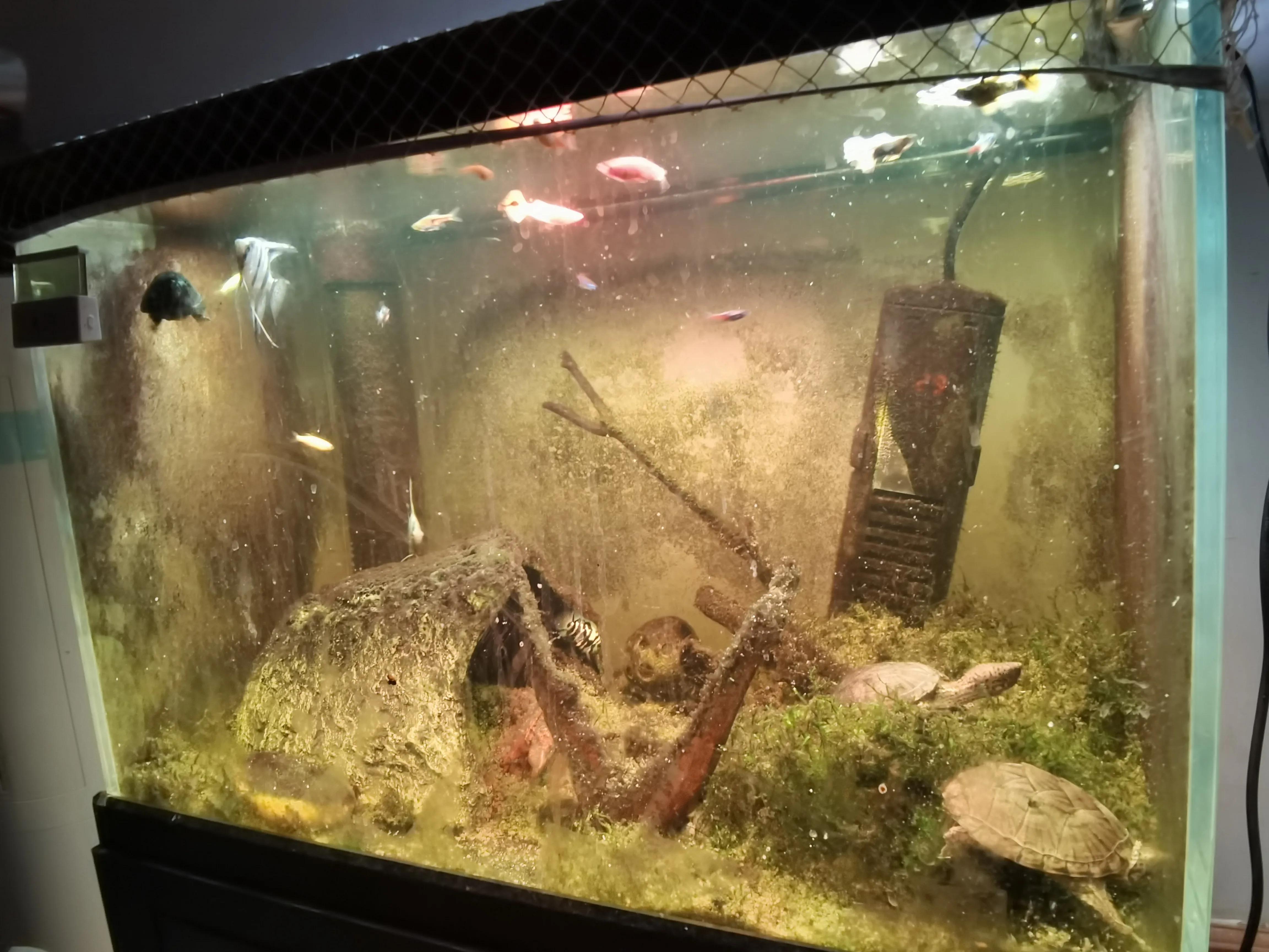 8cm的龟和2cm的龟可以混养吗,看新手养龟和老手养龟有什么区别