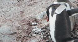 企鹅到底算不算鹅呢,企鹅是一群好的鹅吗