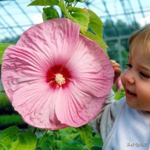 什么花开得好看又好养,开花非常好看且又好养