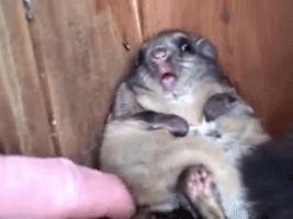 养仓鼠7天就死了,养仓鼠养到破产