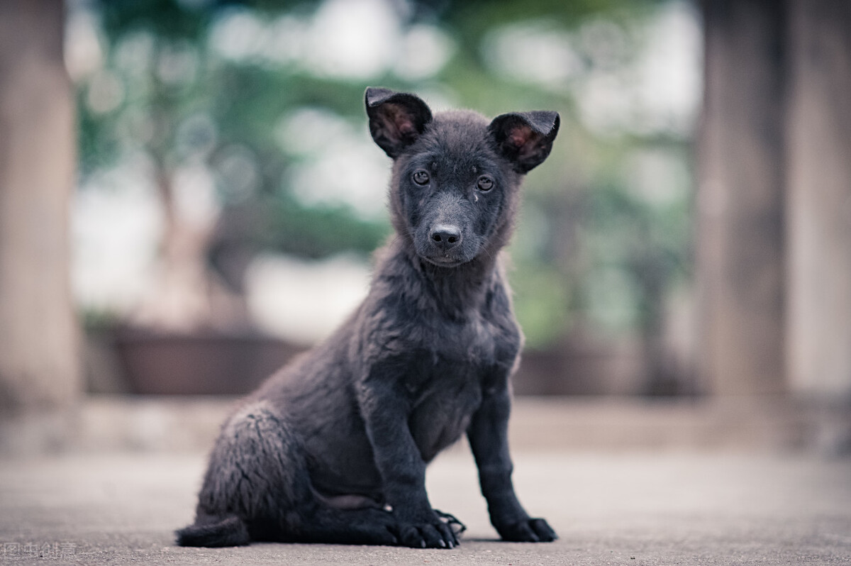 路上撞到猫狗怎么处理,开车撞到猫狗要不要报警