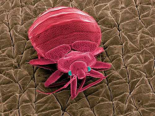 床虱怎样滋生出来的,讨论床虱的来源和如何消灭床虱