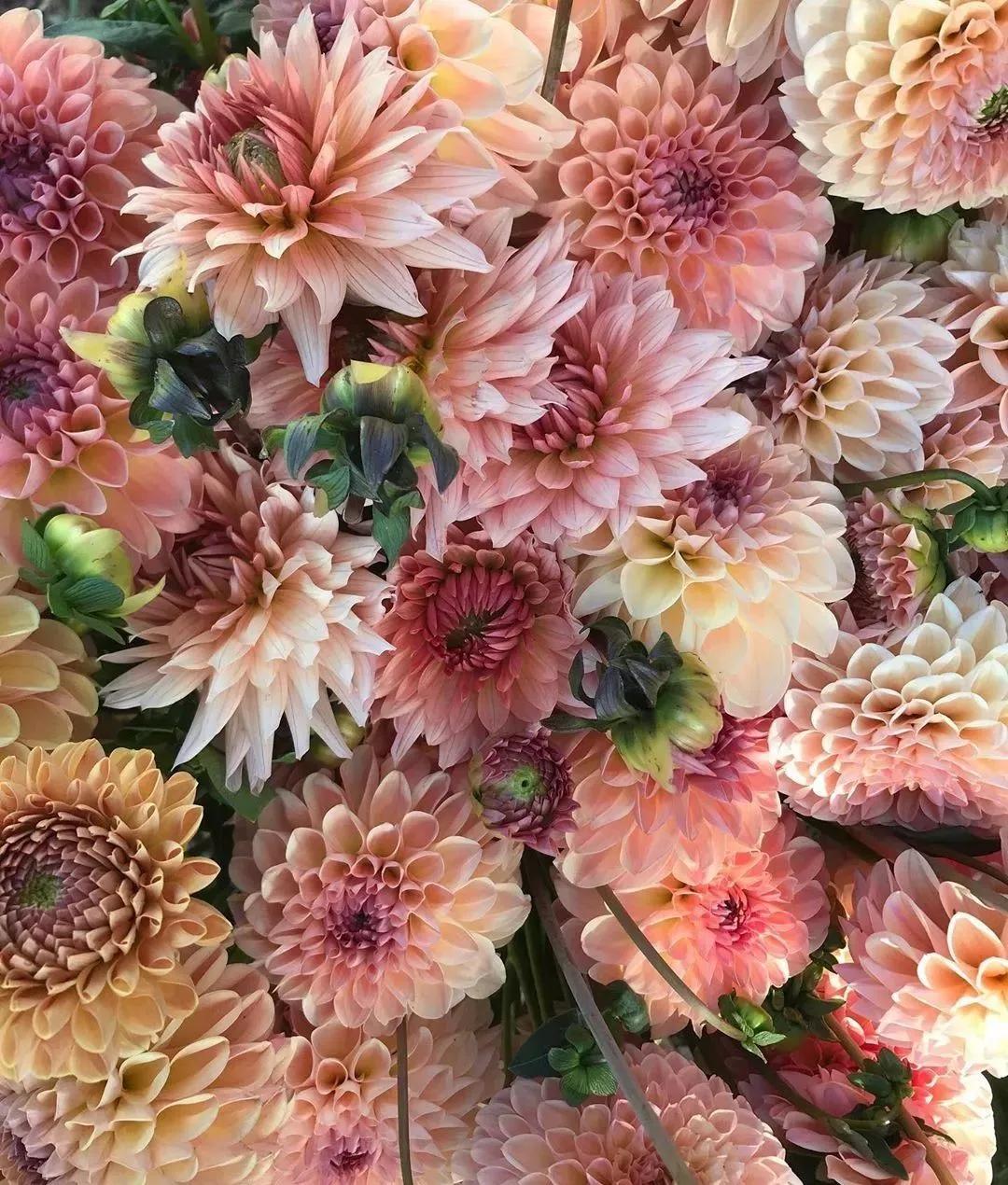 花要不要经常换水,花材正确处理方式及日常养护