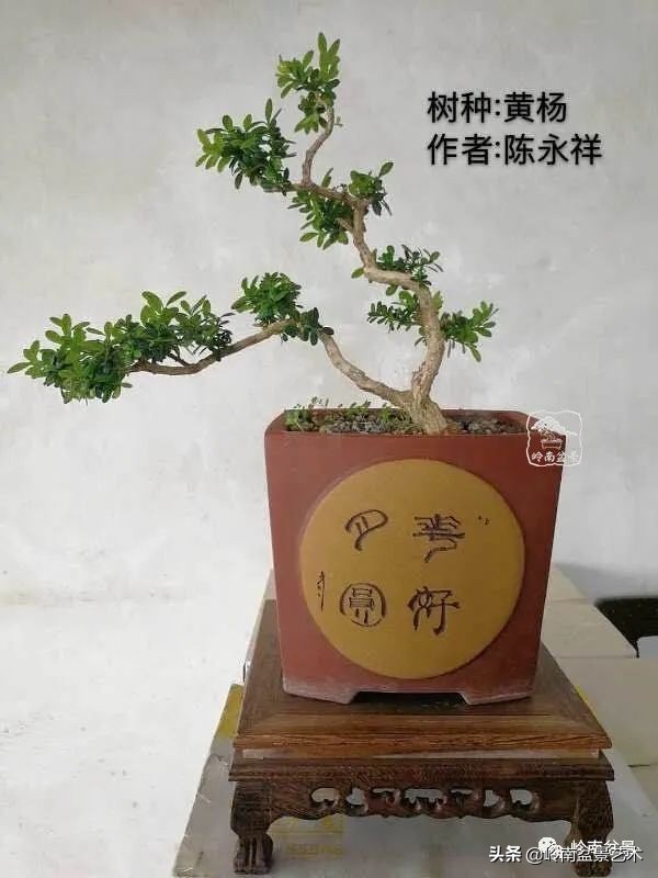 广东的盆景有哪些,适合广东玩的盆景