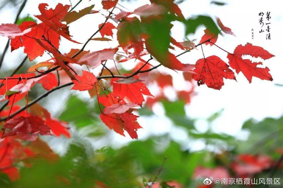 初春南京一日游攻略导图,南京秋景一日游的攻略
