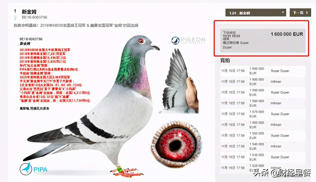 赛鸽奖金过亿,千万级赛鸽