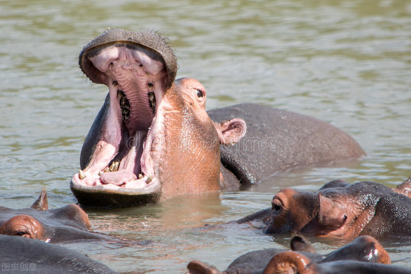 河马攻击狮子和鳄鱼,鳄鱼单挑河马被秒杀