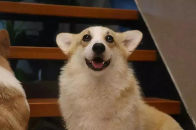 马克深圳最秀狗咖