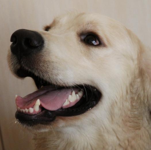 金毛犬怎么挑选好的,金毛犬怎样挑选品相