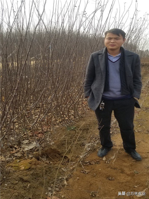 黑苹果是什么,黑钻苹果与黑卡苹果有什么区别