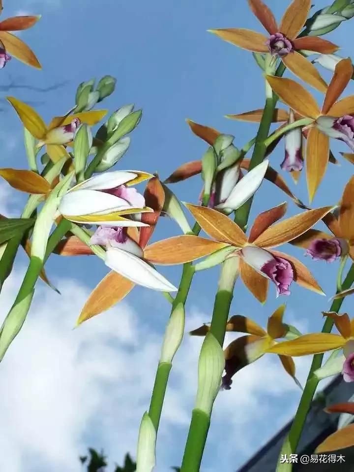 鹤顶兰讲解,鹤顶兰用什么土栽培最好