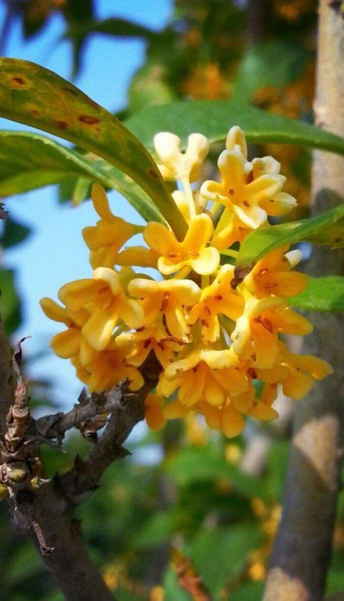 你的生日是几月对应什么花,十二个月每月的代表花及寓意