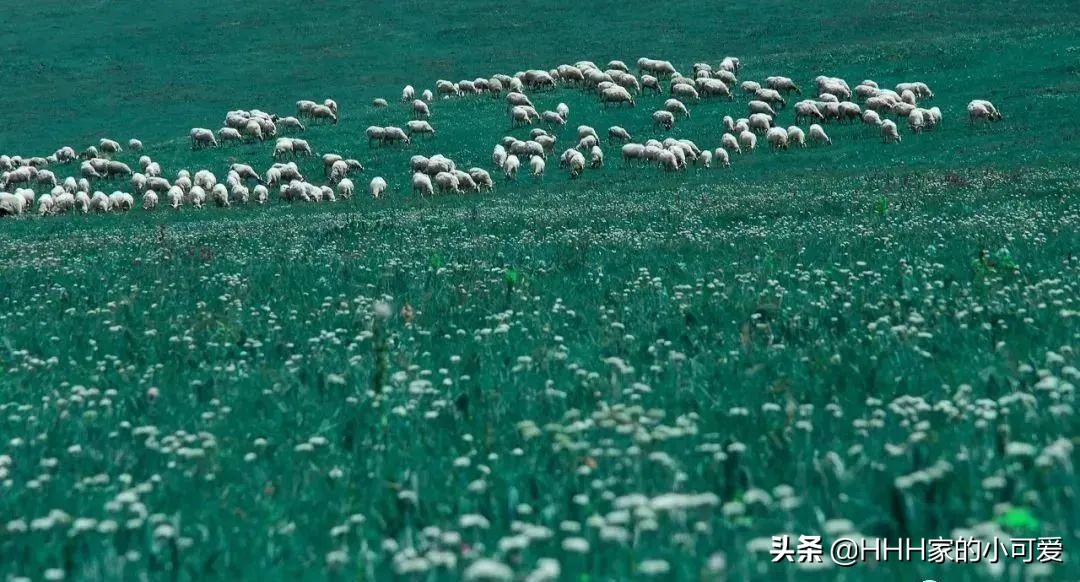 若尔盖大草原人间天堂,若尔盖大草原真美