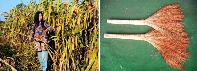 高粱全世界都有吗,各种高粱的认识